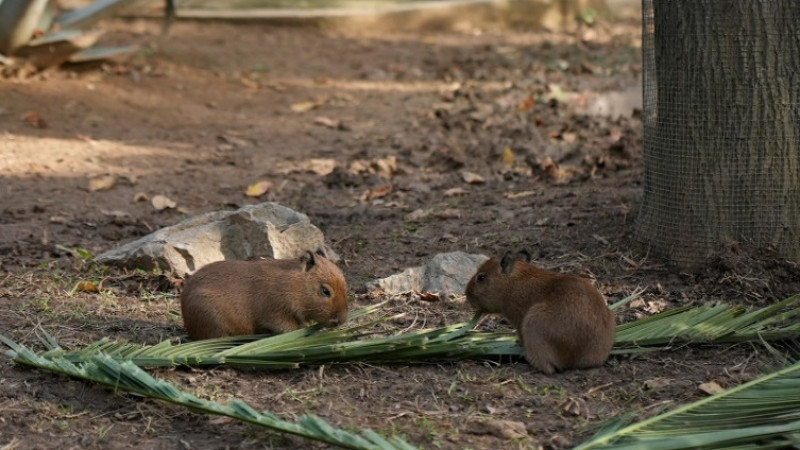 Darıca'da Kapibara Ailesi Büyüyor