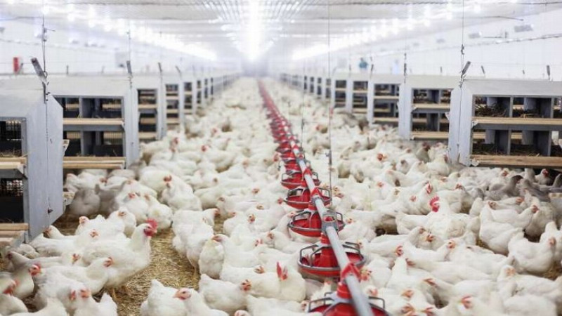Tavuk Yumurtası Üretimi Yüzde 3,6 Arttı!