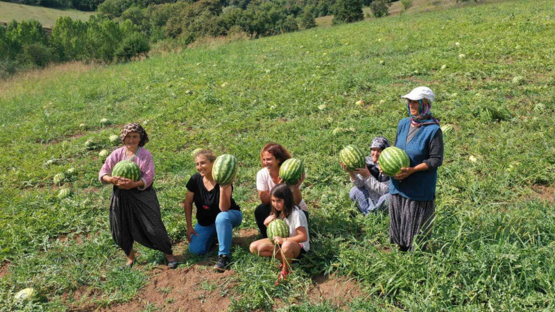 Kocaeli'de atıl arazilerde karpuz yetişecek