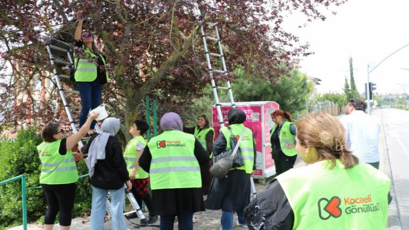 Kocaeli gönüllüleri dalından toplayarak sevgilerini de kattılar