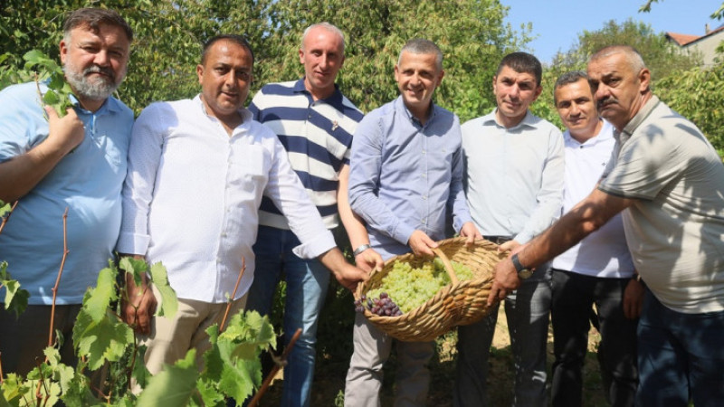 Kocaeli'de Üzüm Hasadı Başladı!