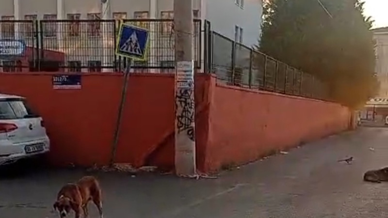 Gebze'de Bazı Okul Önlerinde Toplanan Köpekler Tehlike Saçıyor