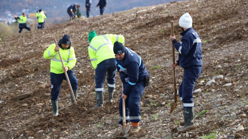 Kocaeli’de 4 bin ağaç toprakla buluşturuluyor