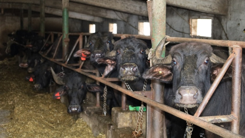 Kocaeli'de Manda Sayısı Artıyor!