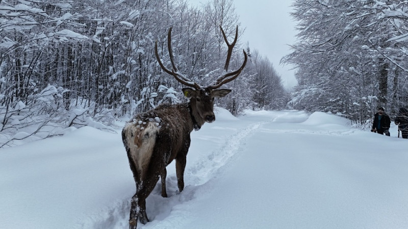 Kuzuyayla’nın müdavimi kızıl geyikler